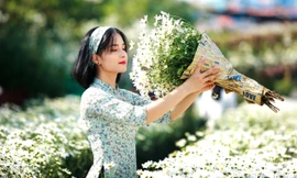 Xao xuyến ngắm thiếu nữ diện áo dài tạo dáng bên loài hoa báo đông