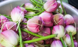 Cận cảnh quy trình ướp trà sen đệ nhất trà Hà thành, giá cả chục triệu đồng/kg