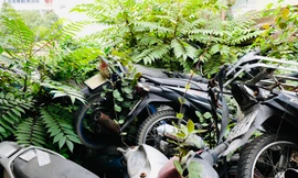 'Núi' xe vi phạm giao thông, xe tang vật chồng chất lên nhau, cỏ mọc um tùm