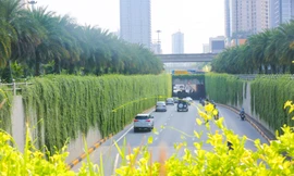 Mát mắt con đường 'bức tường xanh' ngày nắng đổ lửa ở Hà Nội