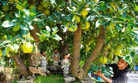 Mãn nhãn với vườn bưởi cảnh đắt giá lớn nhất ở Hưng Yên