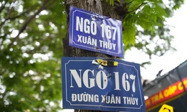 Hàng trăm biển quảng cáo 'tấn công' cây xanh ở Thủ đô