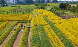 Sắc vàng rực rỡ trên cánh đồng cúc chi mùa thu hoạch