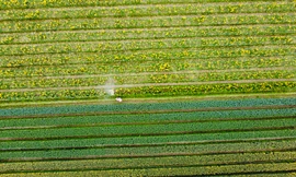 ‘Thủ phủ’ hoa lớn nhất Hà Nội tất bật vào vụ 8/3