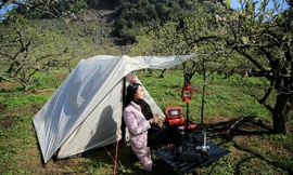 Rừng hoa mận nở trắng trời Mộc Châu thu hút giới trẻ lên cao nguyên cắm trại