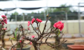 Cận cảnh đào tiến Vua 'ngủ' phòng điều hòa chờ đón Tết