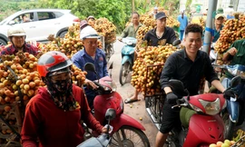 Vải thiều được mùa được giá, người dân Thanh Hà phấn khởi mang đi tiêu thụ