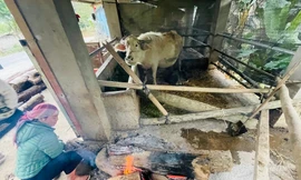 Rét tê tái, người dân vùng cao trắng đêm đốt lửa sưởi ấm vật nuôi