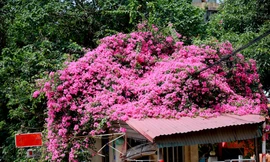 Hà Nội lãng mạn với mùa hoa giấy khoe sắc