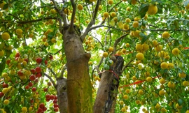 Chanh tứ quý trồng trên gốc bưởi 'khủng' chơi Tết trị giá trăm triệu đồng