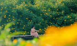 Dã quỳ khoe sắc rực rỡ giữa lòng Thủ đô