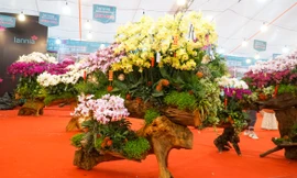 Cận cảnh chậu lan hồ điệp lớn nhất Việt Nam đang ‘ngóng’ khách 