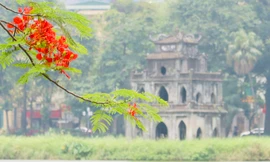 Phố phường Hà Nội rực rỡ sắc hoa phượng đỏ tháng 5