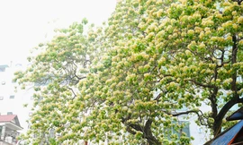 Ngắm hoa bún, 'độc nhất vô nhị ' 300 năm tuổi giữa lòng Thủ đô