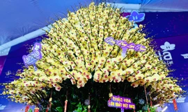 Cận cảnh chậu hoa lan hồ điệp dát vàng, đính kim cương rao bán gần 4 tỷ đồng