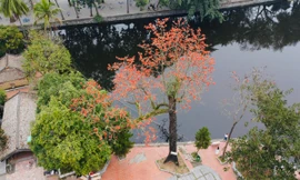Hoa gạo thắp lửa trong ngôi chùa nghìn tuổi ở Hà Nội