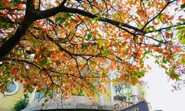 Hà Nội đẹp dịu dàng mùa cây thay lá