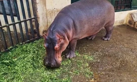 Tiết lộ tên gọi của hà mã baby siêu dễ thương ở vườn thú Hà Nội 