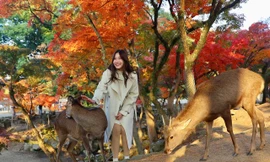 Tận thấy 'hươu thần' trong công viên nổi tiếng Nhật Bản