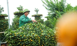 Quýt thỏi vàng tài lộc lần đầu trình làng chơi Tết