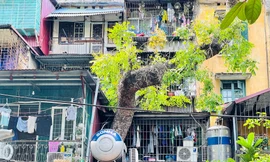 Kỳ lạ cây mọc 'xuyên thủng' nhiều căn nhà trong khu tập thể 60 tuổi ở Hà Nội