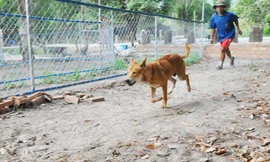 Mở trường đua chó ở Phú Quốc