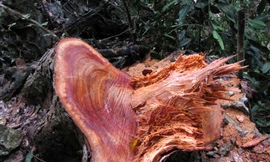 Nếu không vào cuộc triệt để, gỗ nghiến ở Bắc Kạn sẽ tiếp tục bị đốn hạ không thương tiếc. Ảnh: Tuấn Nguyễn