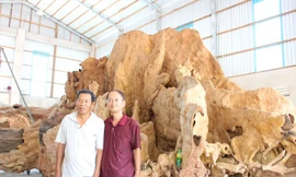 ẢNH: Gốc cây 400 năm tuổi trả giá 30 tỷ đồng không bán