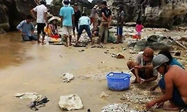 Bắt và sơ chế hải sâm tại bãi biển ở Phú Quốc. Ảnh: A.X