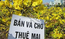 Nhộn nhịp dịch vụ cho thuê mai, đào chưng Tết