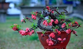 Cận cảnh đào Thất Thốn tiến vua tuyệt đẹp chơi Tết