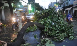 Nhánh cây có đường kính khoảng 20cm rơi xuống giữa đường