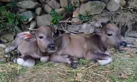 Đổ xô đi xem trâu mẹ sinh đôi ở Hà Tĩnh