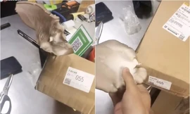 Hơn nửa tháng mới nhận được đơn online, chàng trai có luôn bữa ăn ngon vì gói hàng mọc nấm