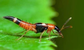 Bộ ảnh dí dỏm giải oan cho kiến ba khoang đang "viral", Gen Z xem xong chia làm 2 phe