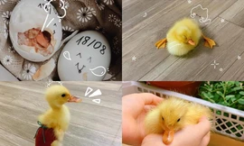 Được chăm như thú cưng, chú vịt con hài hước gây bão mạng xã hội vì cách ngủ "cưng xỉu"