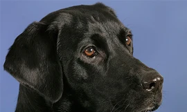 Chú chó có 9 vệ sĩ