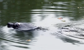 Rùa Hoàn Kiếm được nâng mức bảo vệ