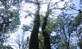 Những người 'vác tù và' bảo vệ rừng ở Yên Bái 