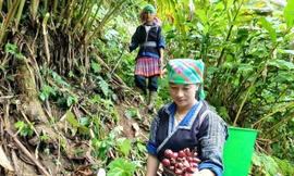 Trồng thảo quả dưới tán rừng, đồng bào Mông ở Mù Cang Chải thoát nghèo