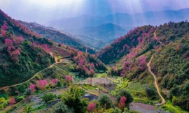 Đào rừng Tây Bắc bung nở đẹp như tranh trên núi cao hùng vĩ
