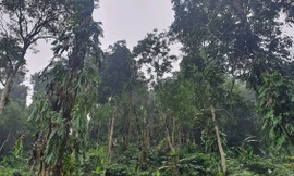 Mục sở thị 'đại ngàn xanh' ở Yên Bái