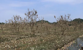 Tan hoang vùng bưởi 'tiến vua' Yên Bái, nông dân lâm cảnh đường cùng