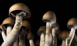 Điên loạn cấu rách "của quý" vì ăn nấm độc