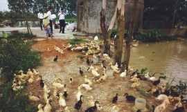 Nhiều hộ dân đang chuyển hướng sang chăn nuôi gia cầm Ảnh: P. Anh