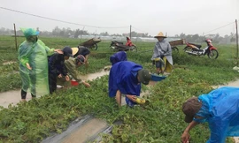 Thanh niên đội mưa giúp dân “cứu dưa chạy bão“