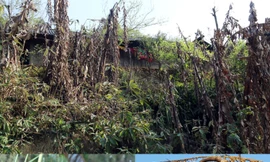 Gia súc chết, hoa màu héo úa lụi tàn sau rét đậm rét hại ở Nghệ An 