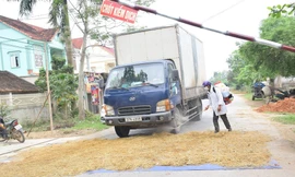 Phát hiện ổ dịch lợn tả Châu Phi tại huyện miền núi Nghệ An