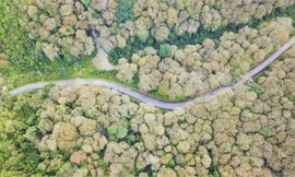 Đẹp 'hút hồn' rừng Săng lẻ nguyên sinh mùa đổ lá