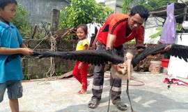 Chim quý hiếm sải cánh hơn 2m sa ruộng lúa Hà Tĩnh